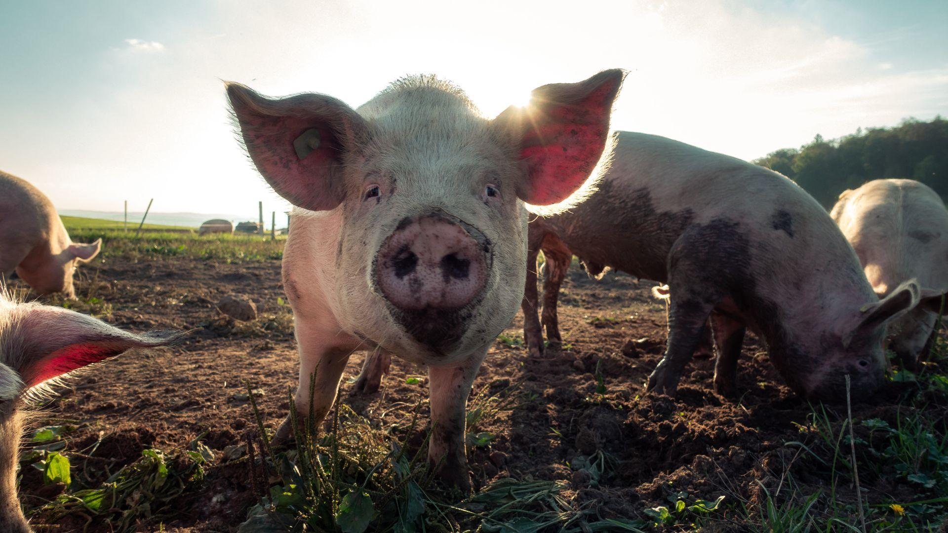 Health Department says pigs should be allowed in Madison