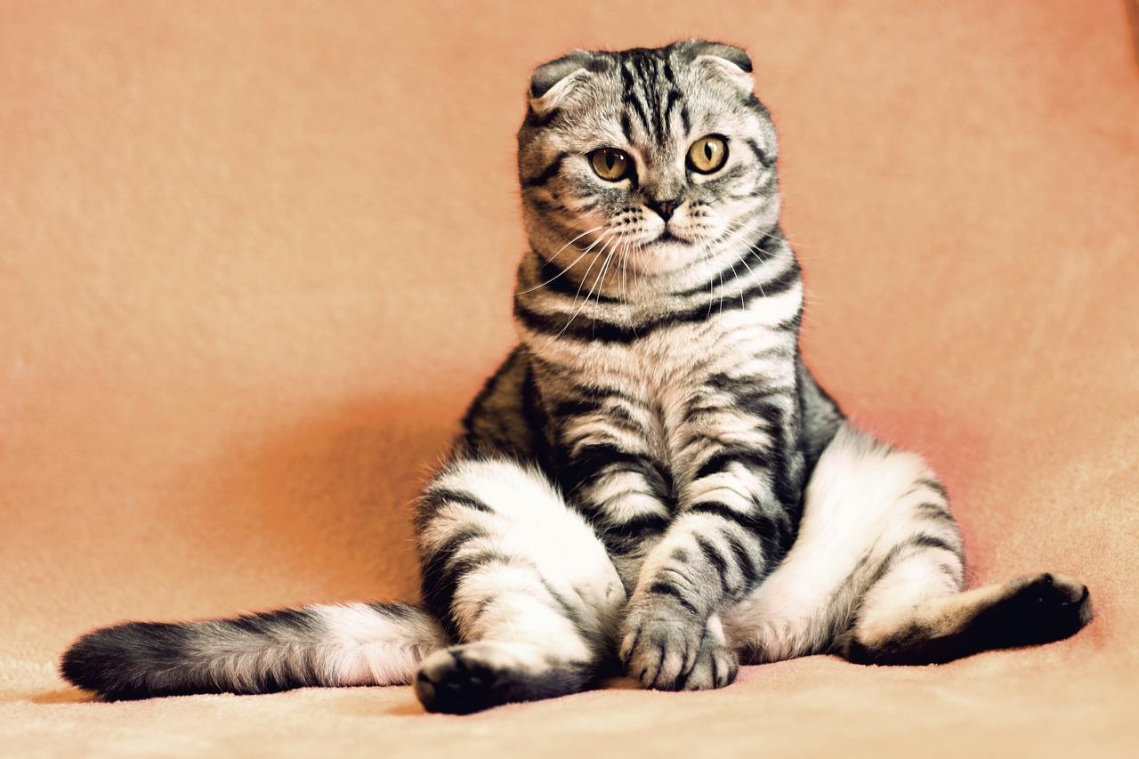 Wisconsin Humane Society Seeks Foster Homes for Cats During HVAC Upgrades