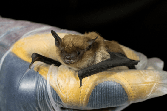 Wisconsin DNR says “Help the bats!”