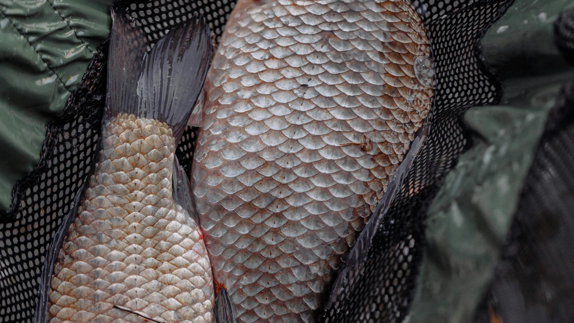 Invasive Carp Detected in Lower Chippewa and Lower Black Rivers