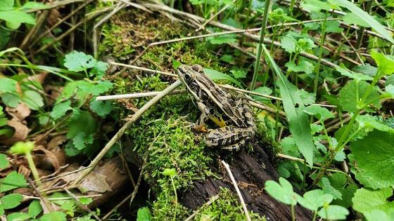 Calling All Frog and Toad Lovers