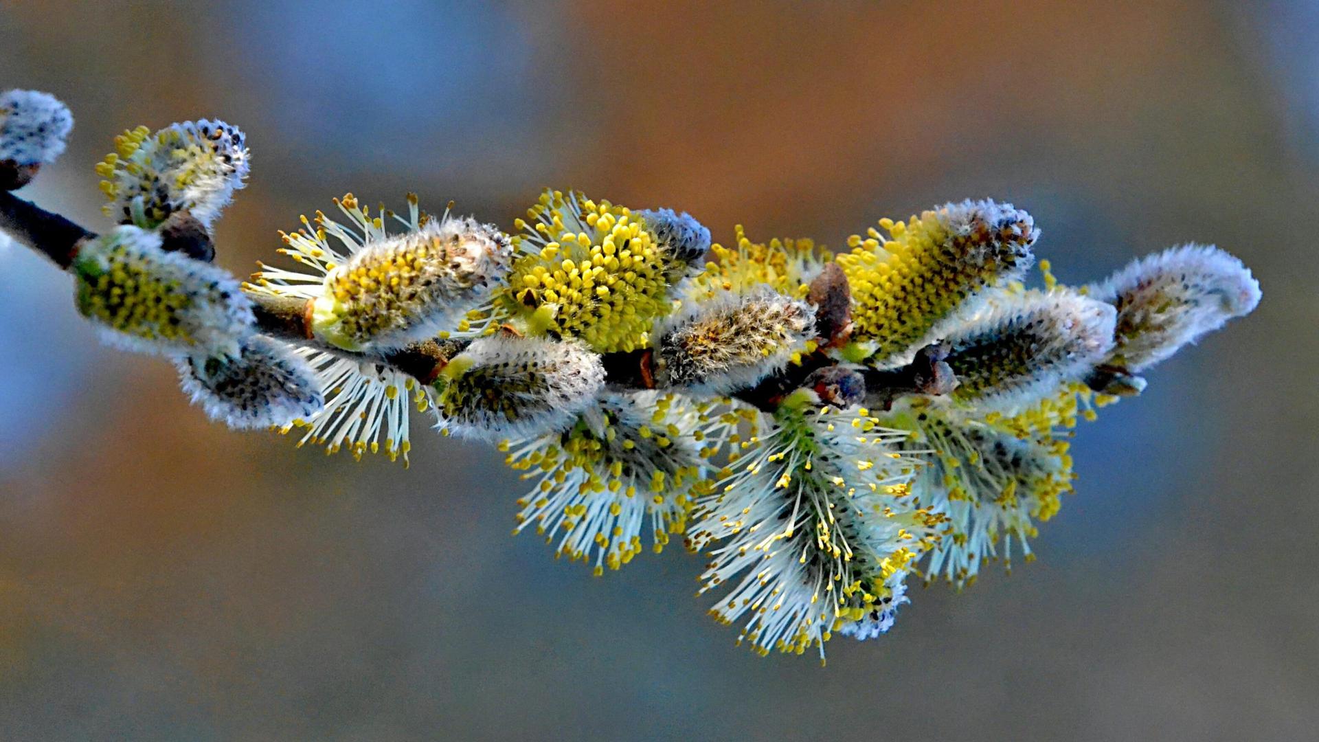 Allergy Season Arrives, Amplified in Wisconsin