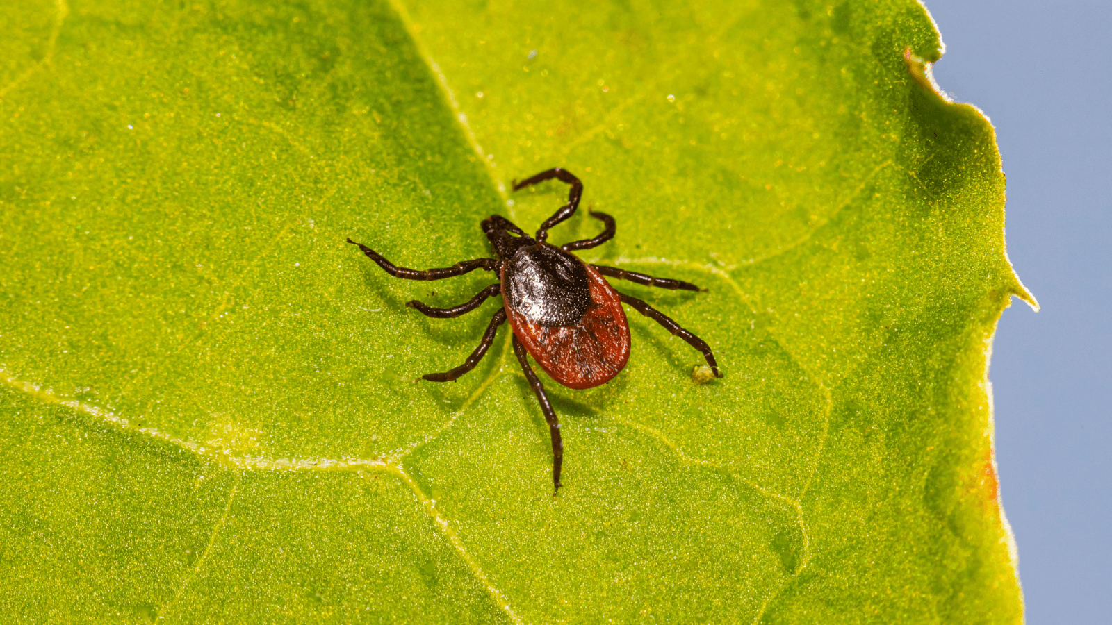 Wisconsin hotspots for Lyme disease spread as tick activity increases